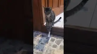 На Это Можно Смотреть Вечно ⚡Смешные Котики И Собаки 😂 #shorts