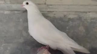 Мои николаевские голуби 🕊️(беленькая)