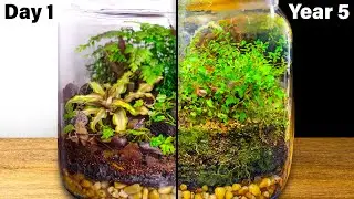 Forest Terrarium After 5 Years of Life in a Jar