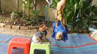 Wow Very Fast Shusy Walk To Cling Banana When Mom Give Her