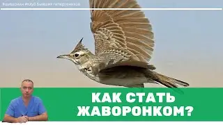 Как стать жаворонком и просыпаться бодрым и энергичным?