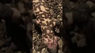 Gila Monster is a big fan of eggs! 🍳 #AmazingAnimals #GilaMonster #NatGeoKids