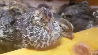 Sleeping baby quails