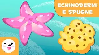 Echinodermi - Animali invertebrati - Scienze naturali per bambini