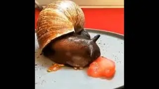 Прожорливая улитка!