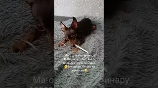 Ну и мошенница!🤣🤣🤣