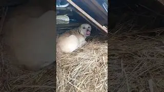 Буда для псів | Є, де сховатися від дощу й вітру
