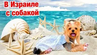 DOG VLOG: Отдых с собакой в Израиле // Собака на море // Крутая площадка для собак на пляже