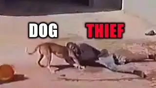 Thieves Disappointed When Encountering Dogs! - Instant Karma