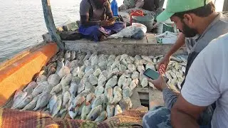 Mangroves Fishing 🐠 🎣 Charna Island