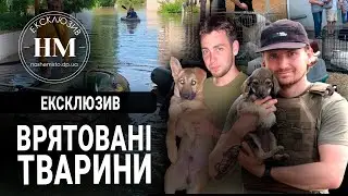 Порятунок тварин у Херсоні: як волонтери з Дніпра шукають чотирилапих