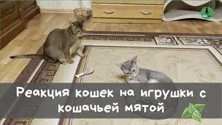 🌿 Кошачья Мята — Реакция 😊 Кошек на Игрушки с Кошачьей Мятой. Наши  3 Кошки Веселятся!