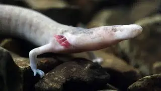 The Strange Lives of Olm Salamanders