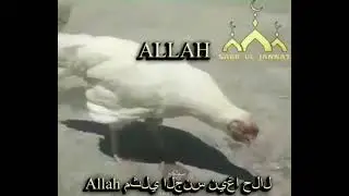 ALLAH