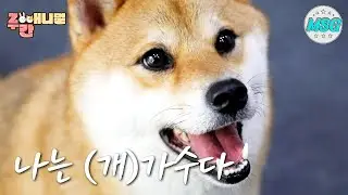 심금을 울리는 노래 실력! 나는 (개)가수다 #주간애니멀 #MSG #생방송오늘저녁 MBC 200902방송