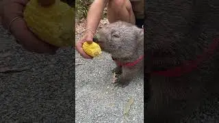 Hand feeding a wombat, just one of those cute animals