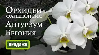 Орхидеи и комнатные растения. Продажа