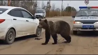 НЕ НА ТОГО НАРВАЛИСЬ 522  /  Животные на дороге часть 1