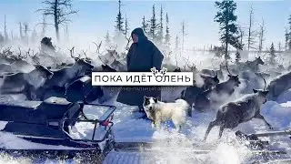 Север глазами собаки: история про оленеводство и вечную дружбу в Арктике