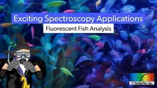 Fluorescent Fish Analysis - Exciting Spectroscopy