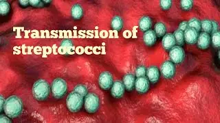Transmission of streptococci | microbiology