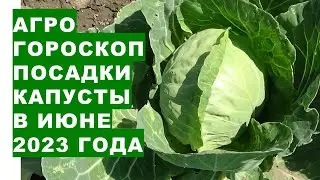 Агрогороскоп посадки рассады капусты в июне 2023 года. Агрогороскоп посадки капусти в червні 2023