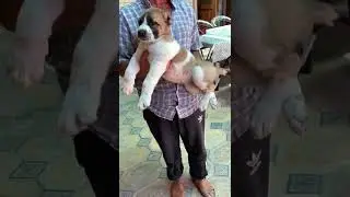 Туркмениский алабай 🐻 | The dog of Turkmen's 