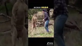 Kangaroo Fights Man | Kangaroo vs Human | Kangaroo Fight 😃