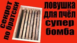 ловушка для пчел. Как сделать ловушку для пчел своими руками. Пчеловодство. Пасека. Пчелы