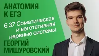 6.37. Соматическая и вегетативная нервные системы | Анатомия к ЕГЭ | Георгий Мишуровский