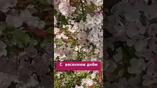 С первым днём Весны🌷🌿🪻🌷🌿