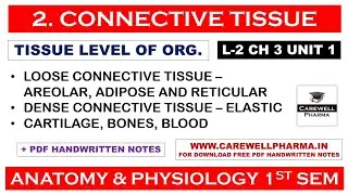 Connective Tissue || L-2 Ch 3 Unit 1 || Connective Tissue Anatomy And Physiology || Carewell Pharma