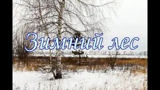 Зимний лес