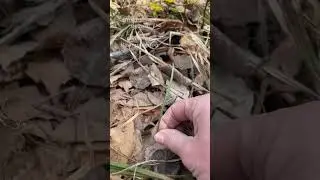 Дикий джусай. Первые витаминки в этом году...