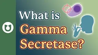 What is Gamma Secretase? #myeloma