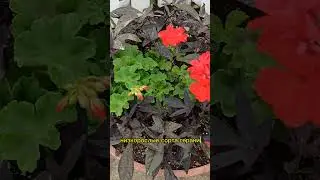 Садовые композиции своими руками #garden #gardening #дача #сад #цветы #герань