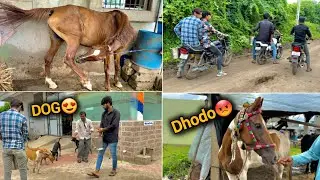 Aaj to ham 2 GHODE ko dekhne keliye Gaye or fir Kya huaa 😃 || marwadi Horse ||