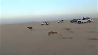 the best arabic dog race subscribe my channel Punjabi love