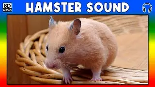 🐹 HAMSTER SOUND - HAMSTER SOUND EFFECT - SOUND OF HAMSTER - NOISE OF HAMSTER