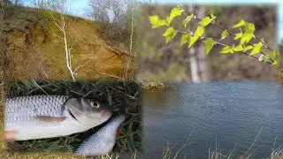 Охота на злого крупного голавля. Каменный Брод, река Чапаевка