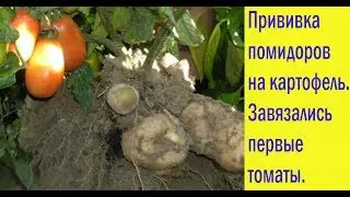 Прививка помидоров на картофель.Завязались первые томаты. Эксперимент удался.