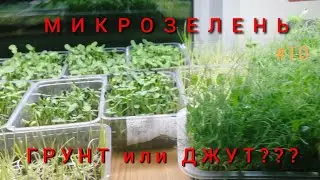 Микрозелень. Что я выбрал-грунт или джут? Подсолнечник растёт!)