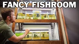 Building My Natural / Fancy Fishroom - EVERYTHING You Need To Know!