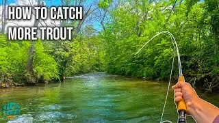 How to Catch More Trout! (Fly Fishing for Big Brown Trout)