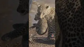 Leopard with 2 little cubs 😍 #leopard #cubs #maasaimara #bigcats #bahati