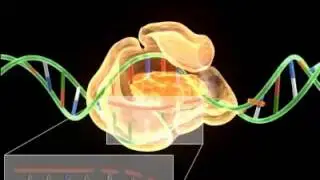 Transcription in prokaryotes