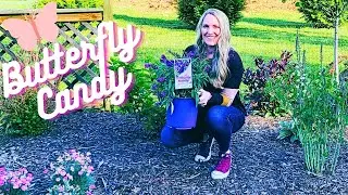 Planting New Dwarf Buddleia Butterfly Candy - Lil’ Grape Butterfly Bush