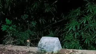 misteri hutan tua