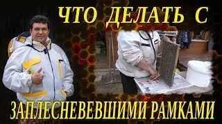 ЧТО ДЕЛАТЬ С ЗАПЛЕСНЕВЕВШИМИ И ОПОНОШЕННЫМИ РАМКАМИ НА ПАСЕКЕ