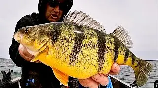 Jumbo Perch Delight: Catching our Biggest Haul Yet